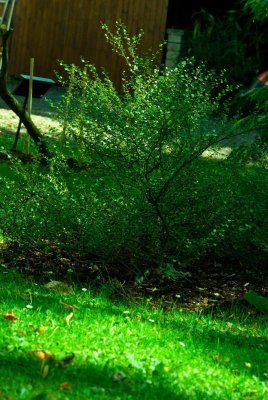 Betula nana - bříza trpasličí - celek